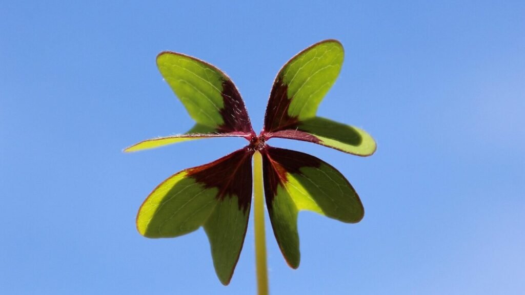 lucky clover, happiness, nature, sun, heaven, wish you, green, four leaf clover, clover, lucky charm, testing, courage, success, pleasure, date of birth