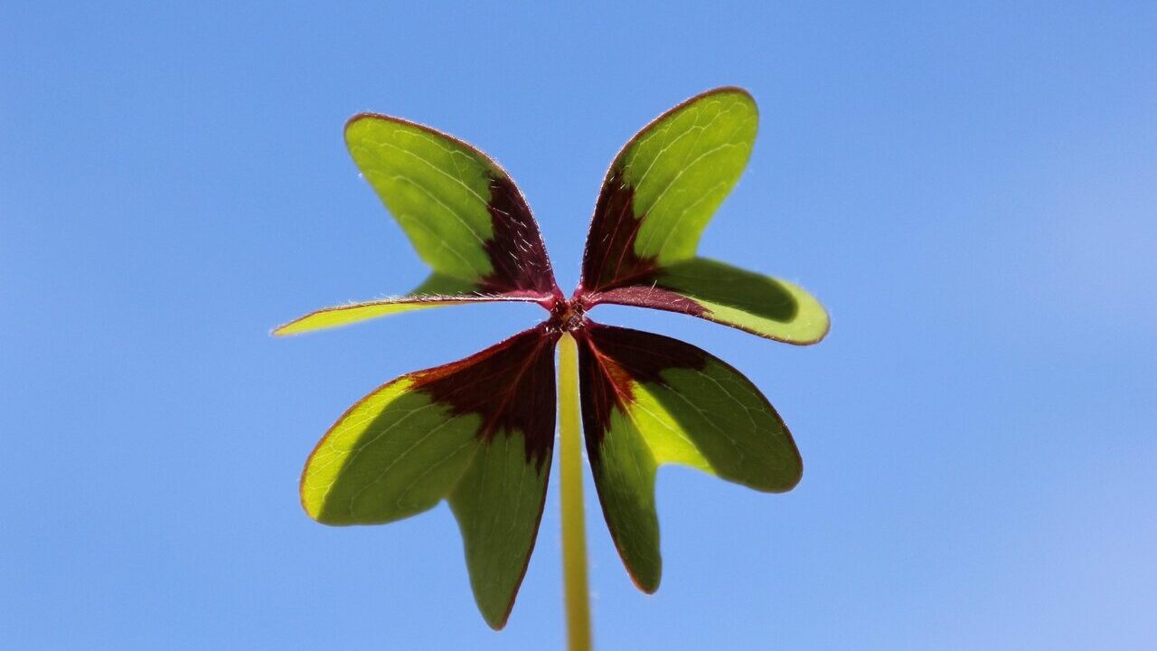 lucky clover, happiness, nature, sun, heaven, wish you, green, four leaf clover, clover, lucky charm, testing, courage, success, pleasure, date of birth