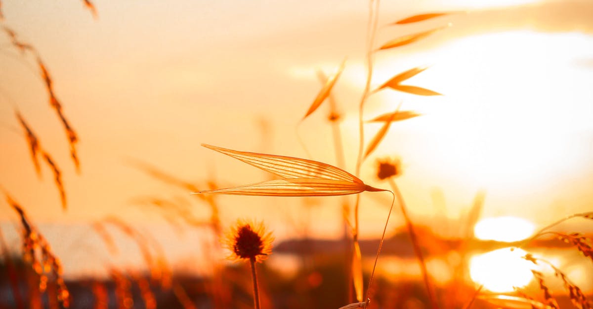 A serene view of a wheat field at sunset with warm, golden sunlight highlighting the grasses.